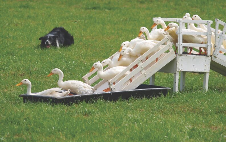 All About Herding Dogs